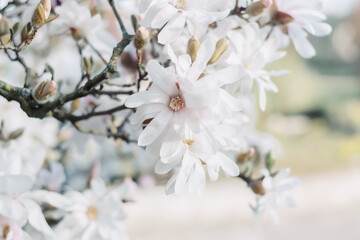 Art photography of blooming white magnolias with blurred background and bokeh and a grainy texture. Shallow depth of field. The artistic intend and the filters. Film style old lens. Airy atmosphere