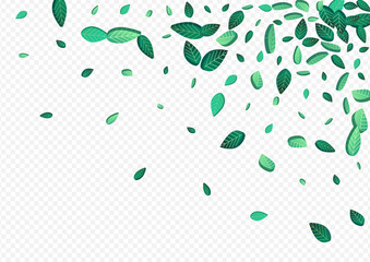 Mint Leaves Spring Vector Transparent Background