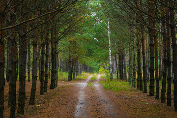 dirt road through the forest