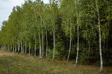birch grove in the forest, green slender birches grow in a row