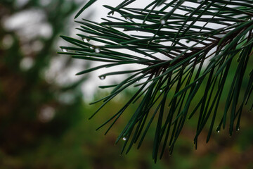 pine branch with raindrops close-up