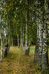 birch grove in the forest, green slender birches grow in a row