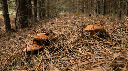 mushrooms in the coniferous forest. brown mushrooms grow from under the needles.