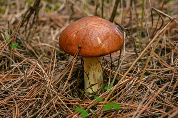 beautiful edible mushroom grows near a fallen tree among the moss and branches in the autumn forest.