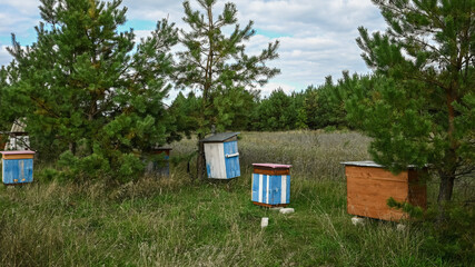 home bee apiary. homemade beehives. apiary with bees among coniferous trees on the background of the forest and the blue sky.