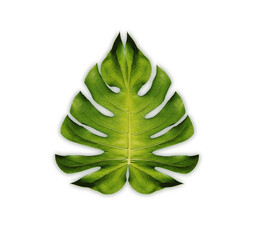 Monstera Deliciosa (Giant) Monstera Giant Green leaves separated from the white background