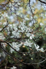 Magnolia flowers in springtime and blurred background with white flowers on tree branches. Gray sky. Subject is out of focus. Selective focus.Grainy texture and noise on all image surface, copy space