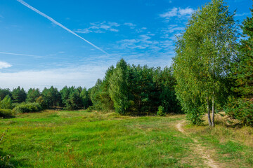 Fototapeta na wymiar dirt road in field near trees