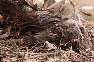 Old brown vine trunk base after snow melt in spring