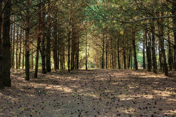 many cones in a pine forest