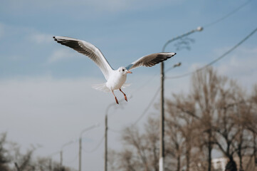 A beautiful white seagull with large wings flies, soars in the air against a blue sky with clouds in the city.