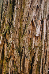 Background, texture of the brown bark of a dry acacia tree, spruce close-up with a beautiful...