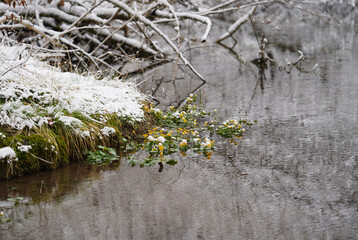 Spaziergang Mühltal im April: Etwas Farbe am Weiher