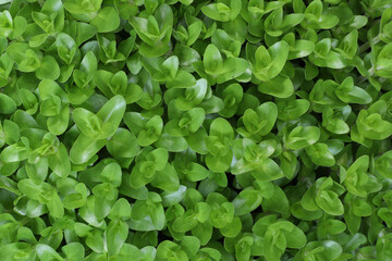 Close-up nature view of green leaves in the garden, water plants, dark wallpaper concept, nature backgrounds, tropical leaves