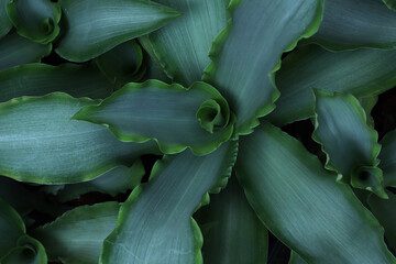 close-up nature view of green leaves in garden, dark wallpaper concept, nature background, tropical leaves