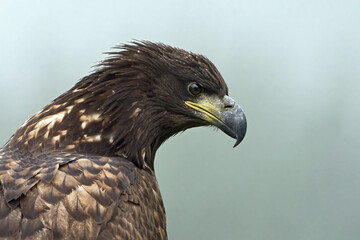 White-tailed eagle (Haliaeetus albicilla)