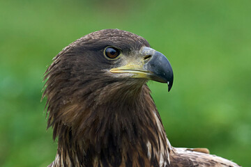 White-tailed eagle (Haliaeetus albicilla)