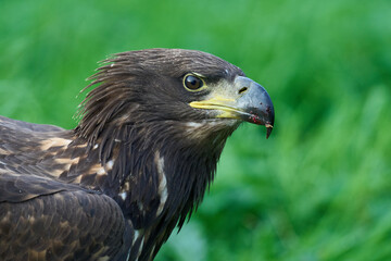 White-tailed eagle (Haliaeetus albicilla)