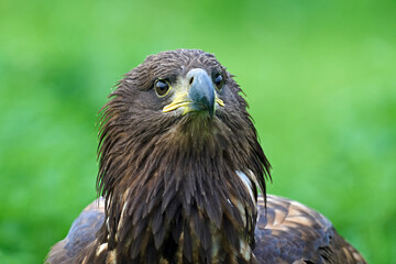 White-tailed eagle (Haliaeetus albicilla)