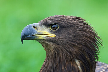 White-tailed eagle (Haliaeetus albicilla)