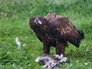 White-tailed eagle (Haliaeetus albicilla)