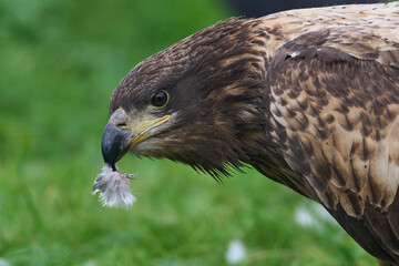 White-tailed eagle (Haliaeetus albicilla)