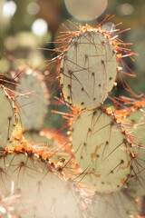 Cactus at the sun