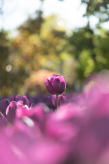 Purple tulip on the sun