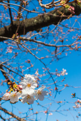 満開の桜
