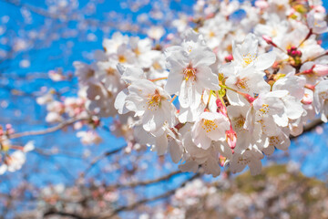 満開の桜