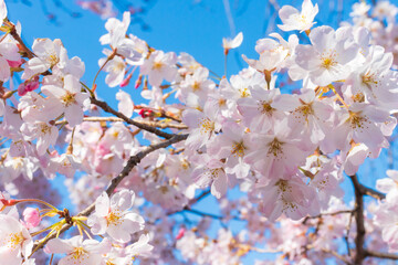 クローズアップした満開の桜