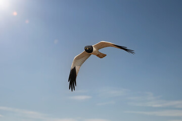 male Pied Harrier(Circus melanoleucos) flying in the sky
