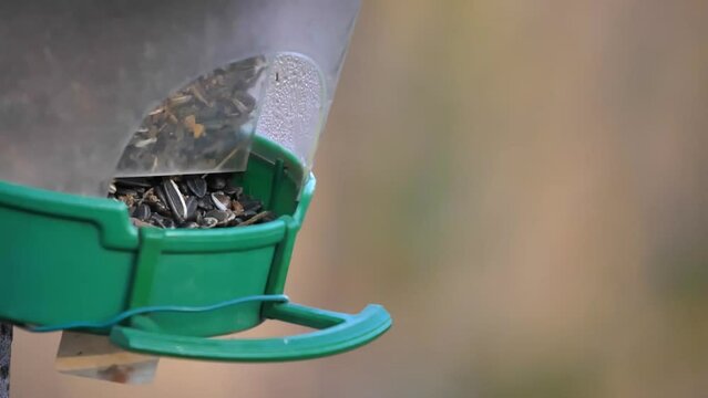 Great Tit sitting on the bird feeder eating sunflower seeds in a nature reserve. A passerine bird in the tit family Paridae. A widespread and common species throughout Europe. Parus major.