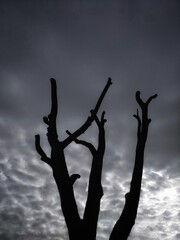 Silhouette of a tree against a gray cloudy sky. Conceptual landscape