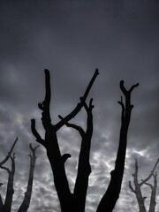 Silhouette of a trees against a gray cloudy sky. Conceptual 3d landscape