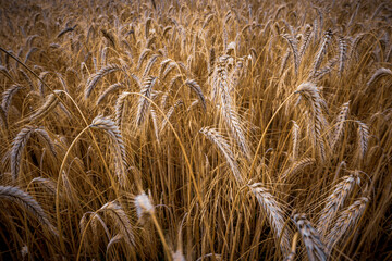 Golden ears of wheat on the field in sunlight. Fields of wheat at the end of summer fully ripe.