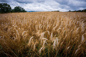 Golden ears of wheat on the field in sunlight. Fields of wheat at the end of summer fully ripe.