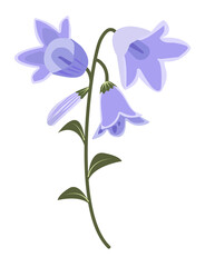 Bellflowers with leaves, blue-green illustration