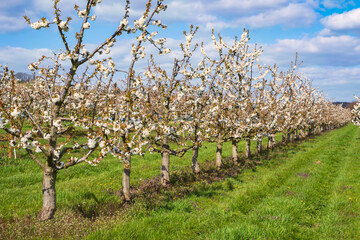 Fototapeta na wymiar Blossoming cherry trees in the Rheingau/Germany