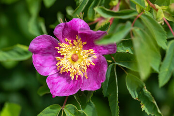 Macro of a gorgeous pink flowering dog rose against a blurred green background 