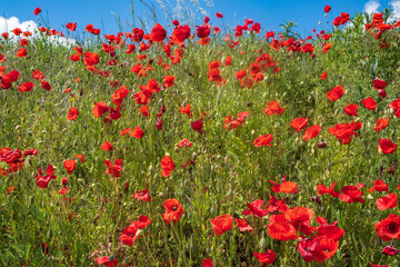 View of red flowering corn poppies against a blue sky on a sunny spring day 