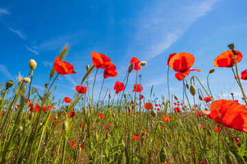 Obraz premium View of red flowering corn poppies against a blue sky on a sunny spring day 