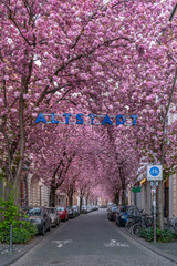 Kirschblüte in Bonn, Deutschland