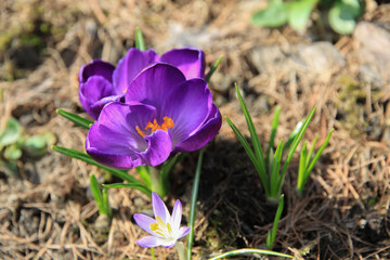 Krokus1