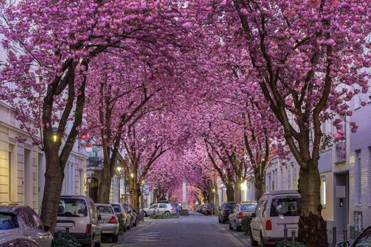 Kirschblüte in Bonn, Deutschland