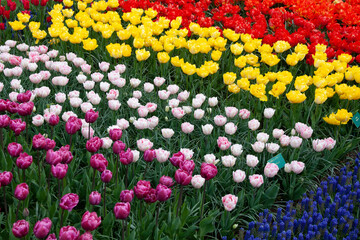 Tulipany3