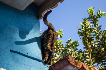 Cauda de um gato que está de costas andando por cima do muro.