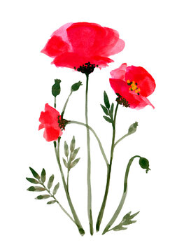 watercolor flowers poppies on white