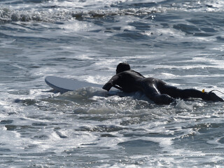 Paddleboarder walking inside ocean carrying paddleboard