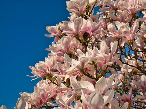 Pink and white magnolia blossom against a clear, blue, cloudless sky  on a sunny day in spring.